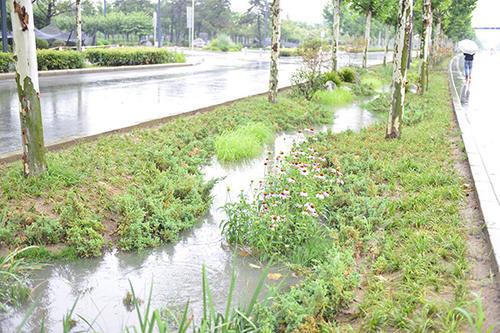 秦皇大道雨水收集系统